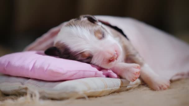 Un niño pequeño - un cachorro está durmiendo en su cama, una cabeza sobre una almohada, cubierta con una manta — Vídeo de stock