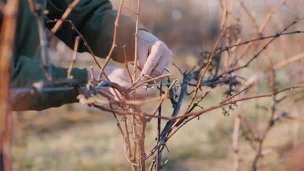 Druiven snoeien in de late winter of vroege lente, close-up shot — Stockvideo