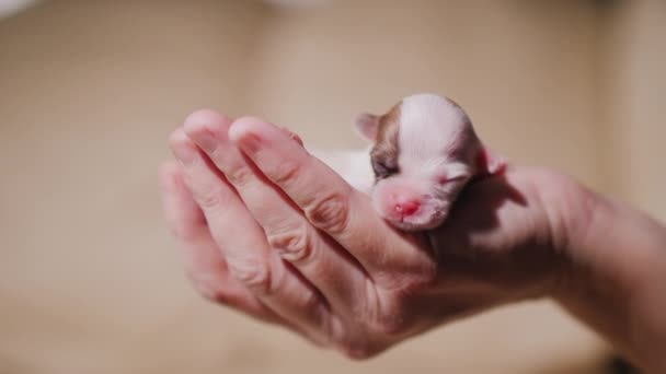Nyfödd vit valp med brun färg schaktning i kvinnliga palm — Stockvideo