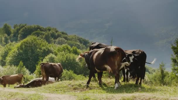 Una manada de vacas pastando en un lugar pintoresco en las montañas. Productos ecológicos naturales y medio ambiente limpio . — Vídeo de stock