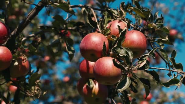 Красные яблоки растут на деревьях — стоковое видео