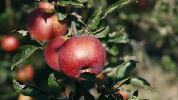 Sappige rode appels groeit aan de bomen — Stockvideo