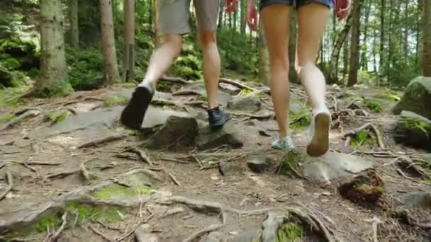 Vista trasera: Un par de turistas están caminando a lo largo de un sendero de montaña cubierto con las raíces de grandes árboles. Aventuras y un estilo de vida activo — Vídeos de Stock