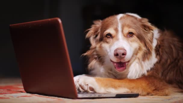 Porträtt av en hund nära en laptop — Stockvideo