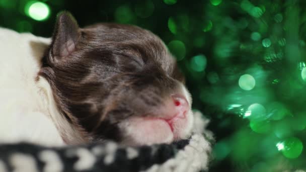 Een kleine pup is zoet slapen op een sok tegen de achtergrond van een groene krans — Stockvideo