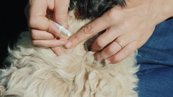 Для нанесения на шерсть собаки препарат от вредителей, клещей и блох — стоковое видео