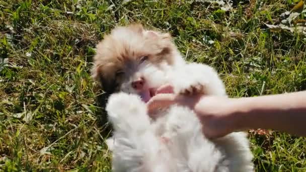 緑の芝生の上の小さな子犬と遊ぶ — ストック動画