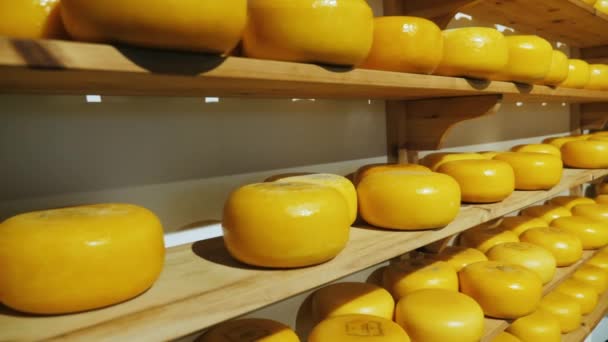 Σε αντίθεση με κύκλους του τυριού. Διάφορα ράφια με ολλανδικό τυρί — Αρχείο Βίντεο