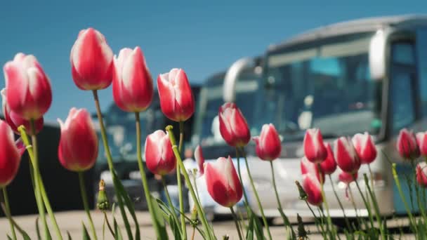 Ряд туристичних автобусів з тюльпанів на передньому плані. Подорожі та туризм в Нідерландах концепції — стокове відео