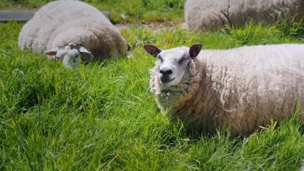 Овцы пасутся на зеленом лугу. Глубина Голландии — стоковое видео