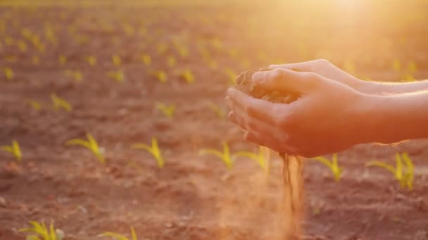 Manos del granjero sosteniendo la tierra, tocando sus dedos. En el contexto de un campo con brotes jóvenes — Vídeos de Stock