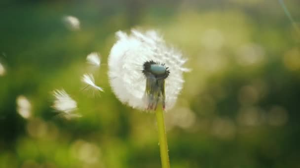 Blowing on a dandelion flower, close-up. Slow motion video — Stock Video