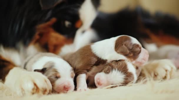 Уход за потомством - собака нежно облизывает своих новорожденных щенков — стоковое видео
