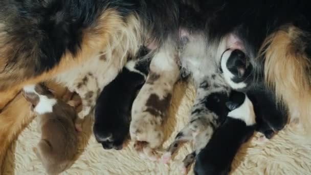 Unos cachorros pastor australiano comer leche madres — Vídeo de stock