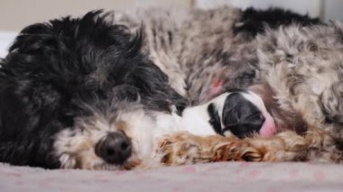 Köpek yeni doğmuş bir köpeğin yanında uyuyor.