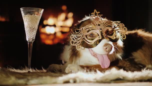 Ένας σκύλος με μάσκα καρναβαλιού σε ένα πάρτι. Ξαπλώνει στο πίσω μέρος του τζακιού και πίνει κρασί. Αστεία έννοια των ζώων — Αρχείο Βίντεο