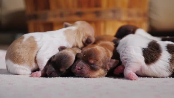 Beaucoup de chiots nouveau-nés. Toujours aveugle et impuissant — Video