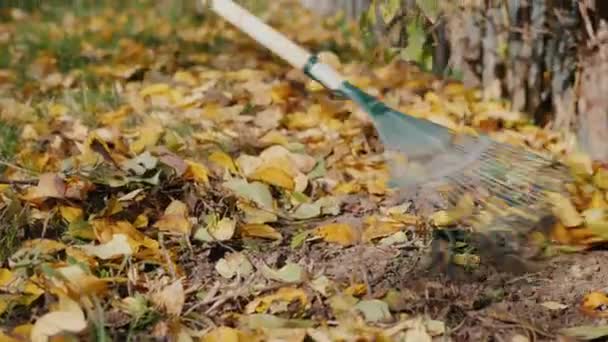 Harke harkt umgefallenes Laub im Garten — Stockvideo