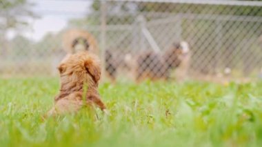 Küçük bir köpek yavrusu çimlerin üzerinde oturuyor, çitin dışındaki büyük köpeklere bakıyor. Arka plan