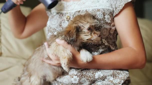 Droog met een schattige schattige bruine puppy — Stockvideo