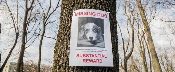 Kayıp köpek ilanı parktaki bir ağaca asılmış.