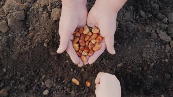 Senior farmer with a grandson is planted a seed on the field, only hands are visible in the frame — Stock Video