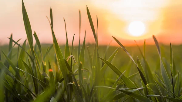 Пшенична трава на заході сонця — стокове фото