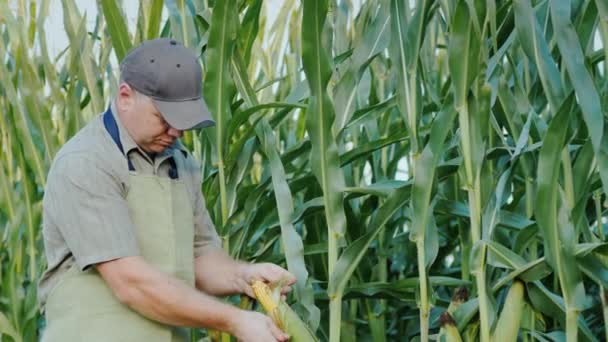 Agricultor de mediana edad que trabaja en un campo de maíz . — Vídeos de Stock