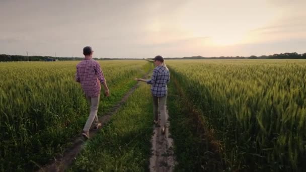 Młodzi rolnicy spacerują po polu niedojrzałej pszenicy — Wideo stockowe