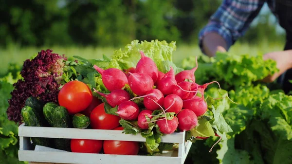 Um fazendeiro colhe legumes em seu jardim, uma caixa em primeiro plano — Fotografia de Stock