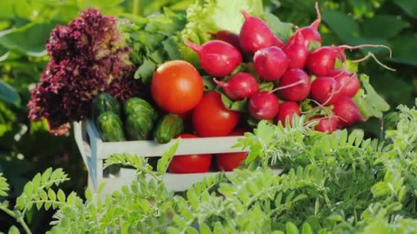 Verduras frescas en una caja de madera en el centro del jardín — Vídeo de stock