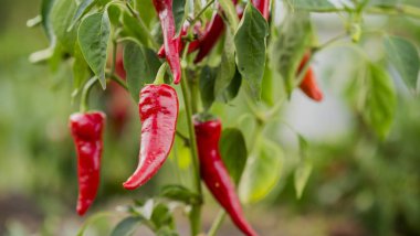 Kırmızı biber küçük bir çiftlik bahçesinde yetişir.