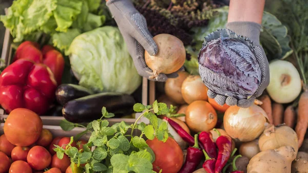Een verkoper houdt kool en uien over de toonbank met groenten op een landbouwbeurs — Stockfoto