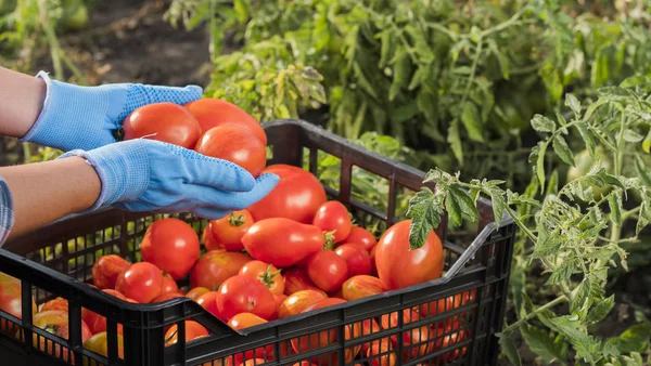 Las manos de los agricultores sostienen varios tomates maduros en el jardín. Cosecha de hortalizas —  Fotos de Stock