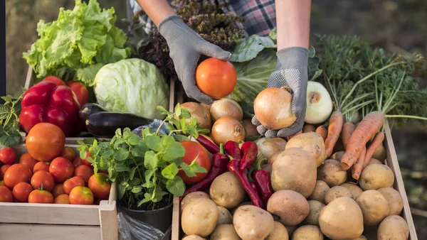 Agricultor sostiene cebollas y tomates sobre el mostrador - vende verduras frescas —  Fotos de Stock