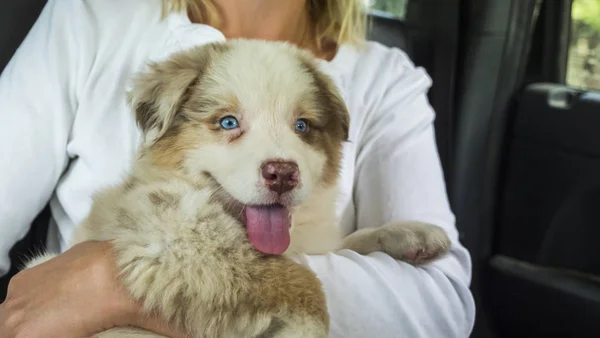 Pasajero con lindo cachorro en sus manos viaja en un coche —  Fotos de Stock