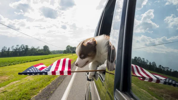 Two funny puppies peek out of the car window on the go — Stock Photo, Image