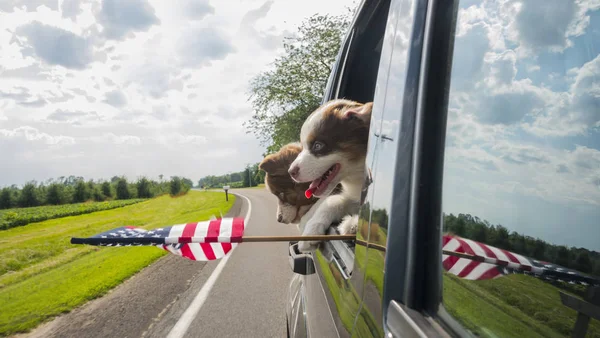 Два милых щенка путешествуют в машине, выглядывают в окно с флагом США — стоковое фото