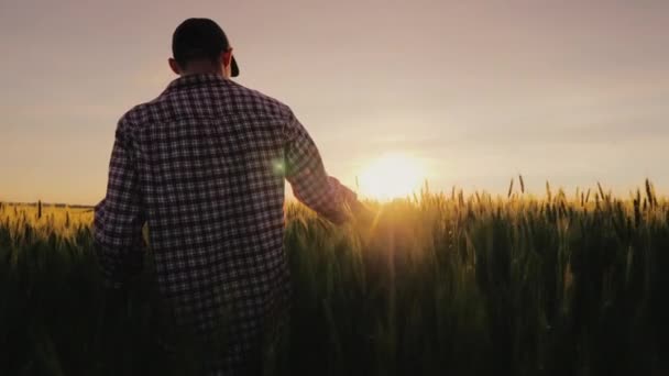 El granjero camina por el campo de trigo, su mano acariciando las orejas, la vista desde atrás — Vídeo de stock