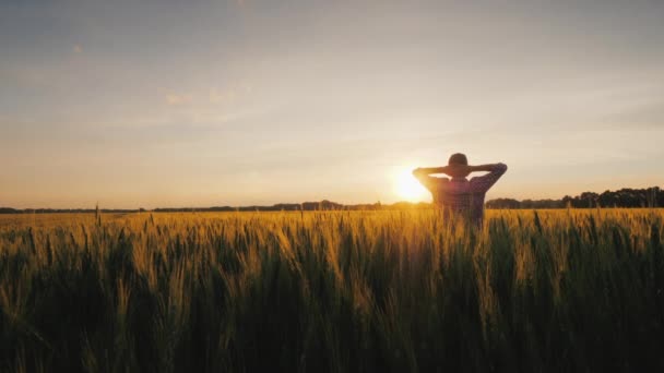 Un granjero exitoso mira su campo de trigo al atardecer — Vídeos de Stock