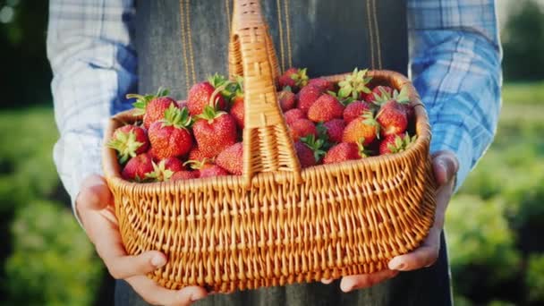 Een boer heeft een mand met rijpe aardbeien — Stockvideo