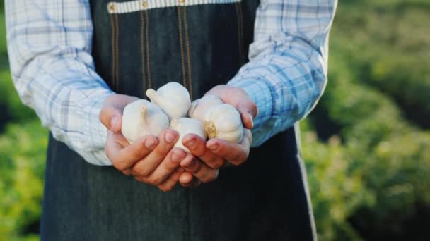 Οι αγρότες χέρια με μια ακτίνα του ρολογιού από τον κήπο του — Αρχείο Βίντεο