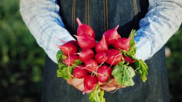 A farmer holds a bunch of ripe radishes — ストック動画