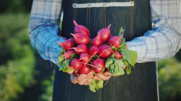 A male farmer holds a ripe radish — ストック動画