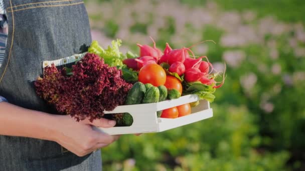 Un agricultor sostiene una caja de verduras frescas — Vídeos de Stock
