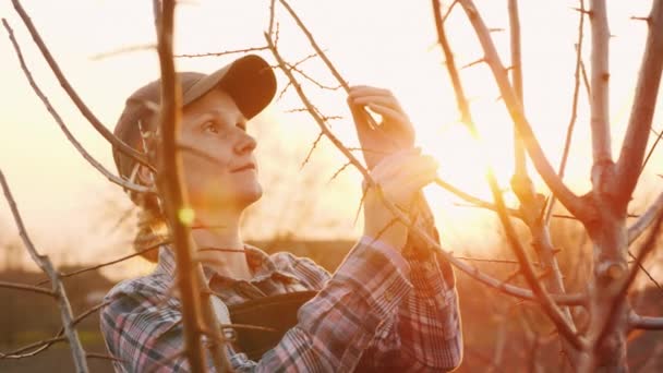 Een jonge vrouw werkt in haar tuin bij zonsondergang. Inspecteert jonge scheuten van een boom — Stockvideo