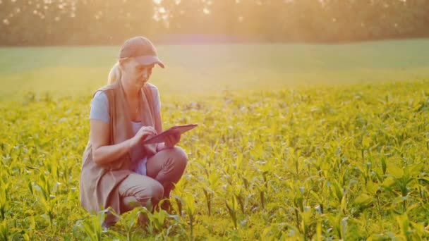 Vue latérale de Farmer fonctionne dans le champ de printemps, utilise une tablette — Video