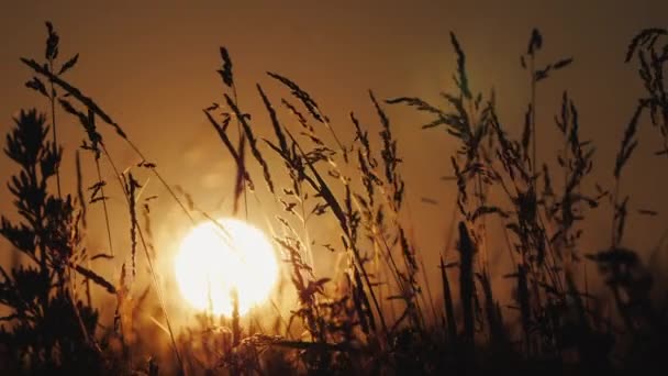 De schijf van de ondergaande zon door het gras op de voorgrond — Stockvideo