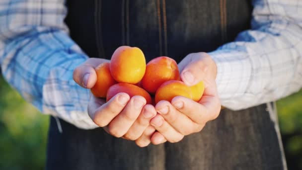 Böndernas händer håller flera mogna saftiga aprikoser — Stockvideo