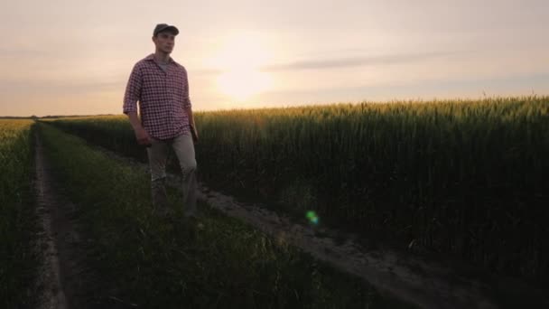 Un granjero exitoso camina por su campo de trigo al atardecer . — Vídeo de stock